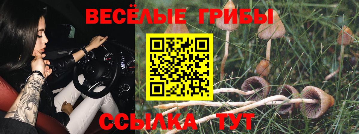 Галлюциногенные грибы Psilocybine cubensis Зерноград